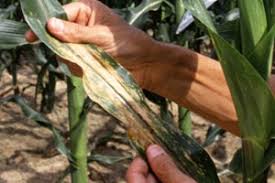 Corn crop also in danger from white stem disease